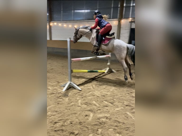 Connemara Mix Gelding 4 years 14,2 hh Roan-Bay in Saarbrücken