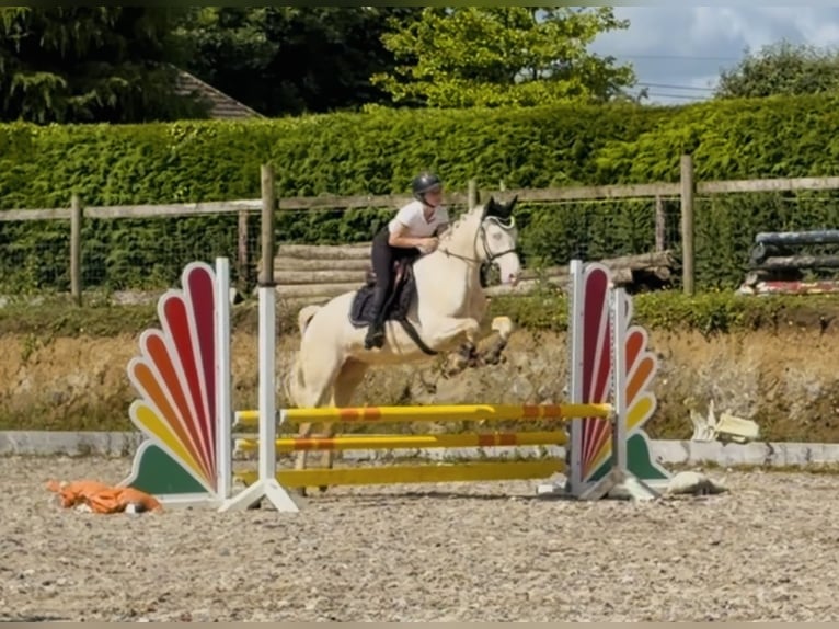 Connemara Gelding 4 years 14.3 hh Cremello in Mountrath, Co. Laois
