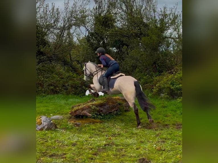 Connemara Gelding 4 years 14.3 hh Dun in Trebbin