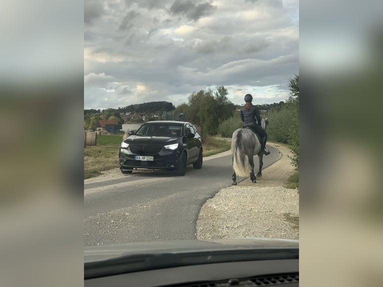 Connemara Gelding 4 years 14,3 hh Gray-Dark-Tan in Lisberg