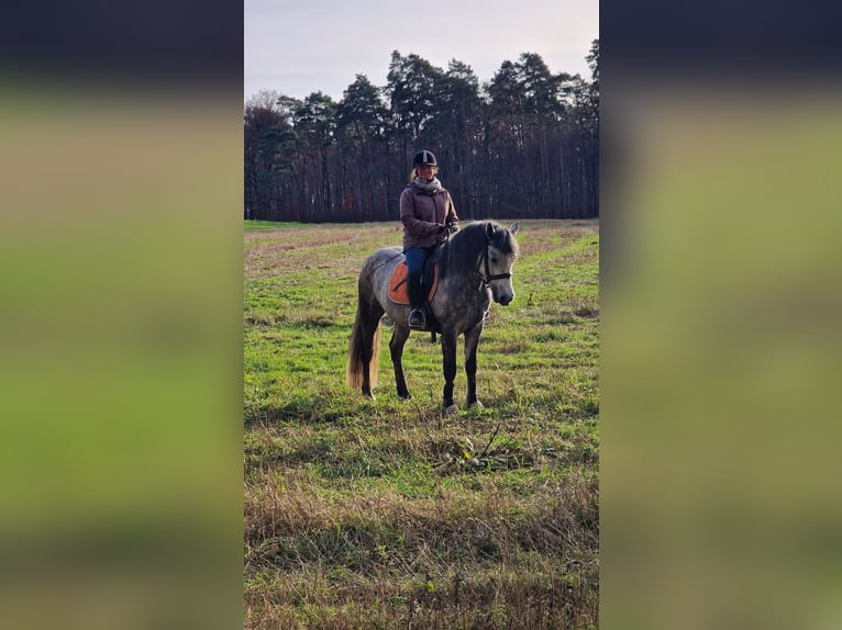 Connemara Gelding 4 years 14,3 hh Gray-Dark-Tan in Lisberg