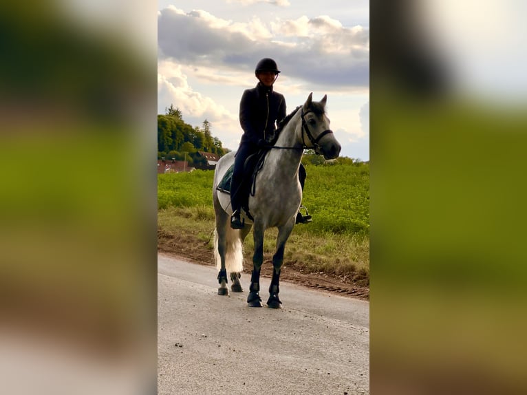 Connemara Gelding 4 years 14,3 hh Gray-Dark-Tan in Lisberg