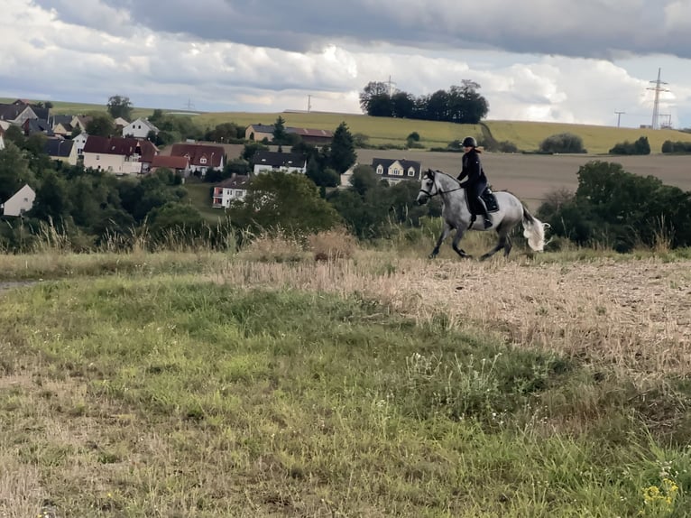 Connemara Gelding 4 years 14,3 hh Gray-Dark-Tan in Lisberg