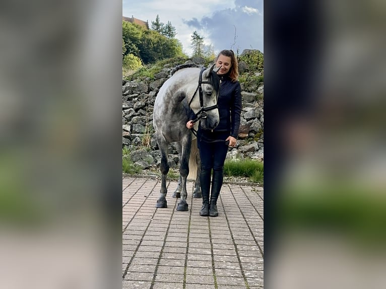 Connemara Gelding 4 years 14,3 hh Gray-Dark-Tan in Lisberg