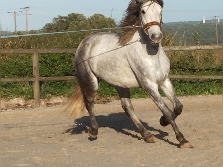 Connemara Gelding 4 years 14,3 hh Gray in Verdelot