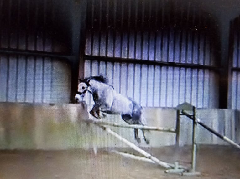 Connemara Gelding 4 years 14,3 hh Gray in Verdelot