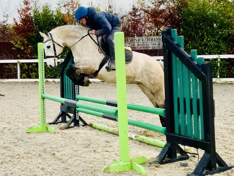 Connemara Gelding 4 years 14,3 hh Gray in Mountrath