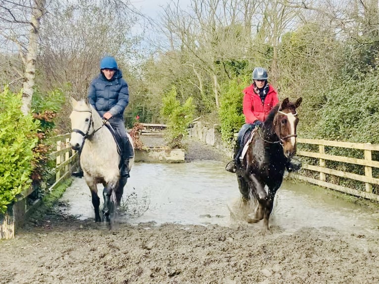 Connemara Gelding 4 years 14,3 hh Gray in Mountrath