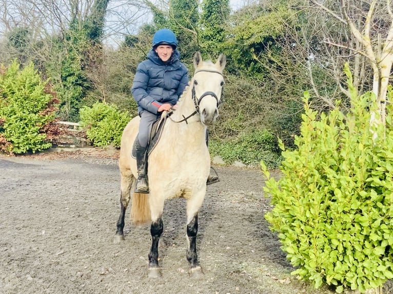 Connemara Gelding 4 years 14,3 hh Gray in Mountrath