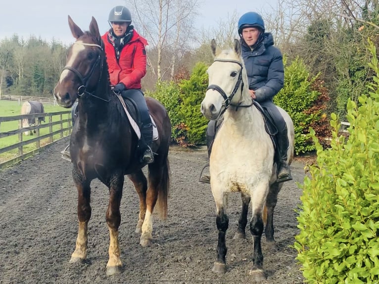 Connemara Gelding 4 years 14,3 hh Gray in Mountrath