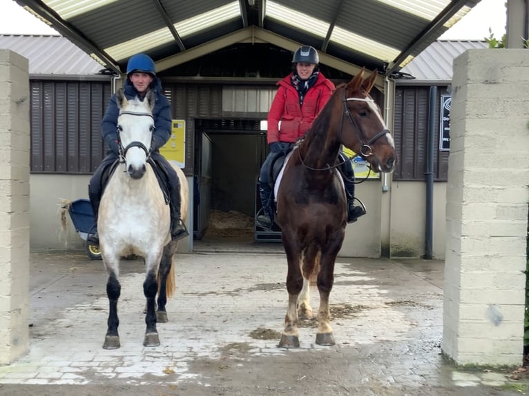 Connemara Gelding 4 years 14,3 hh Gray in Mountrath