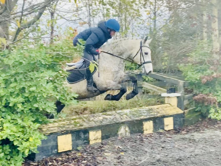 Connemara Gelding 4 years 14,3 hh Gray in Mountrath