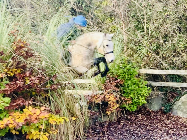 Connemara Gelding 4 years 14,3 hh Gray in Mountrath