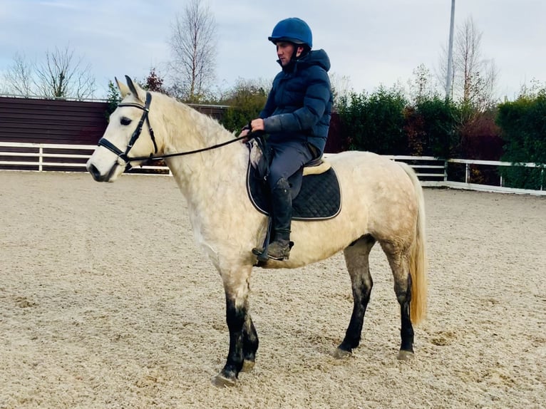 Connemara Gelding 4 years 14,3 hh Gray in Mountrath