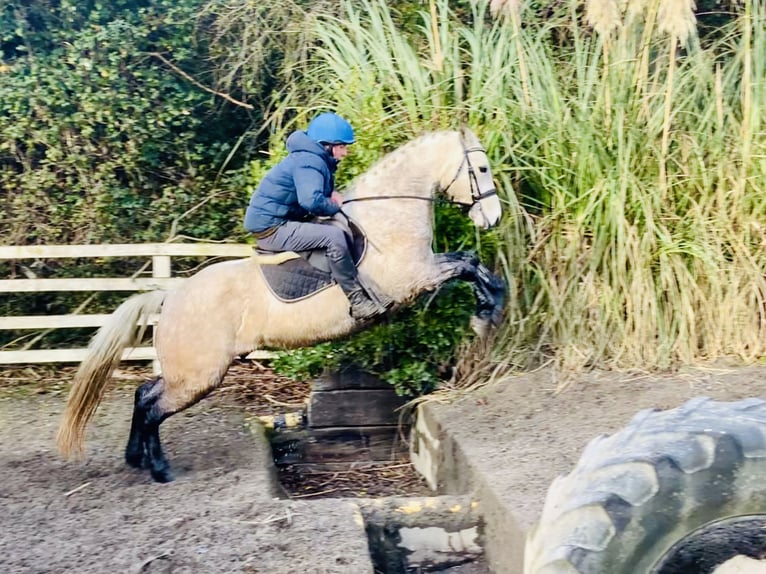 Connemara Gelding 4 years 14,3 hh Gray in Mountrath