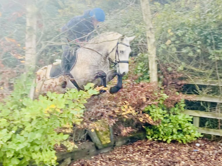 Connemara Gelding 4 years 14,3 hh Gray in Mountrath