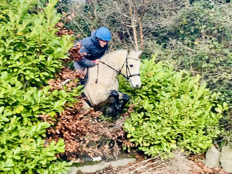 Connemara Gelding 4 years 14,3 hh Gray in Mountrath