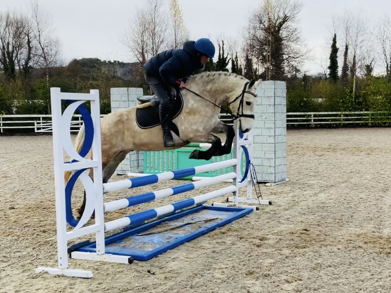 Connemara Gelding 4 years 14,3 hh Gray in Mountrath