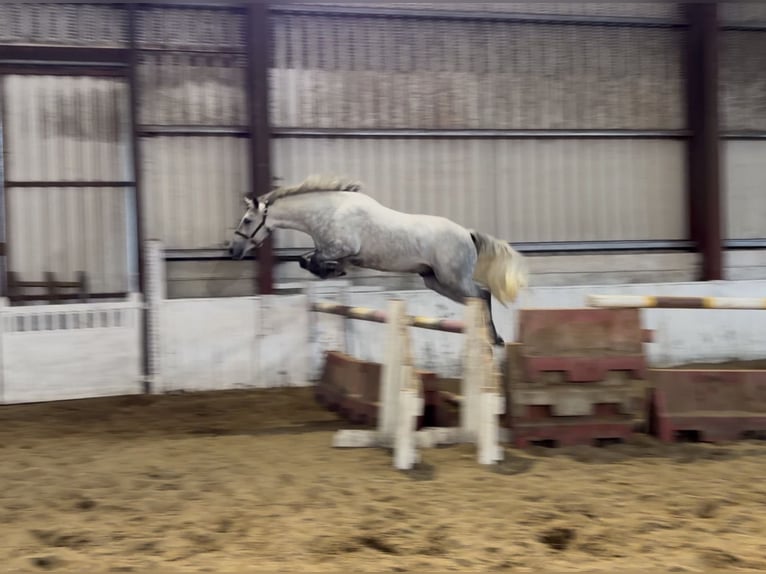 Connemara Gelding 4 years 14.3 hh Grey-Dapple in Mountrath, Co. Laois