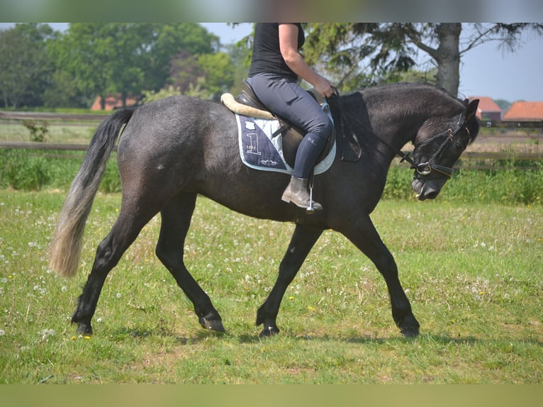 Connemara Gelding 4 years 14.3 hh Grey in Breda