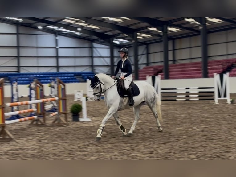 Connemara Gelding 4 years 14.3 hh Grey in Mountrath, Co. Laois