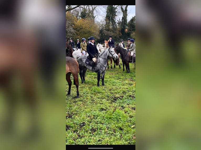 Connemara Gelding 4 years 14 hh Gray-Dapple in Westmeath