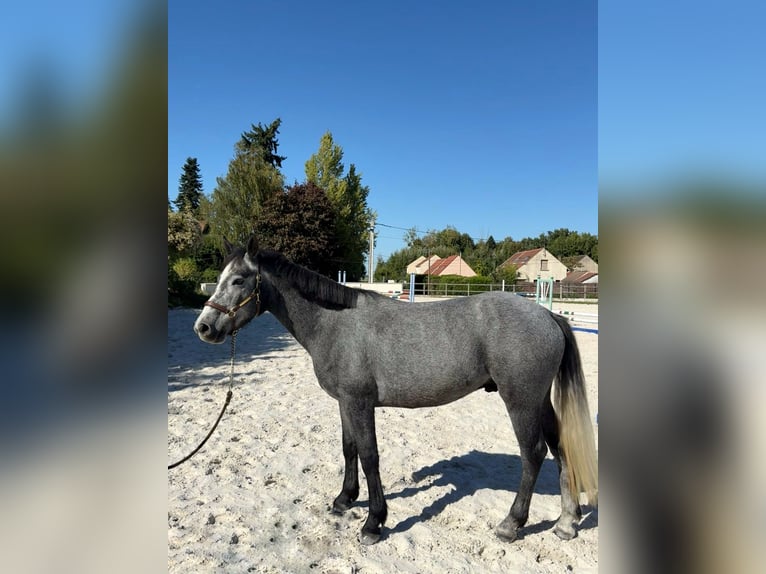 Connemara Gelding 4 years 14 hh Grey-Dark-Tan in Guérard