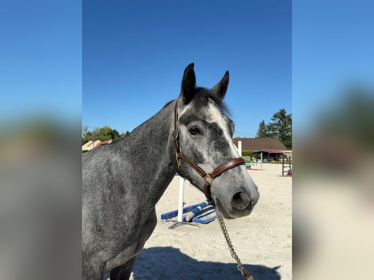 Connemara Gelding 4 years 14 hh Grey-Dark-Tan in Guérard