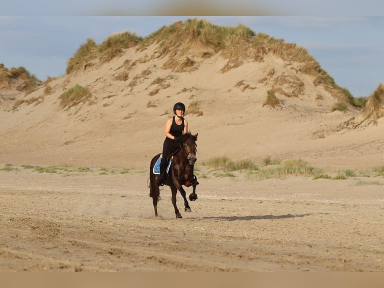 Connemara Gelding 4 years 14,1 hh Bay-Dark in Bogaarden