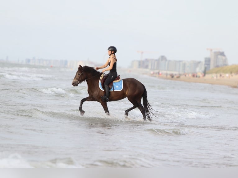 Connemara Gelding 4 years 14,1 hh Bay-Dark in Bogaarden
