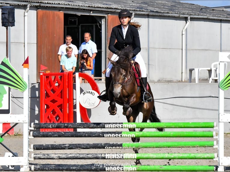 Connemara Gelding 4 years 14,1 hh Bay-Dark in Bogaarden