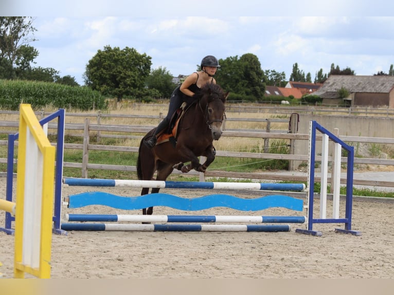 Connemara Gelding 4 years 14,1 hh Bay-Dark in Bogaarden