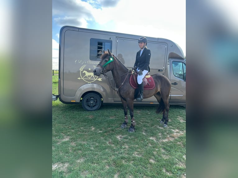 Connemara Gelding 4 years 14,1 hh Bay-Dark in Bogaarden