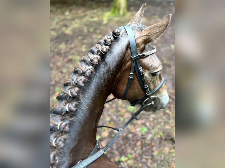 Connemara Gelding 4 years 14,1 hh Bay-Dark in Bogaarden