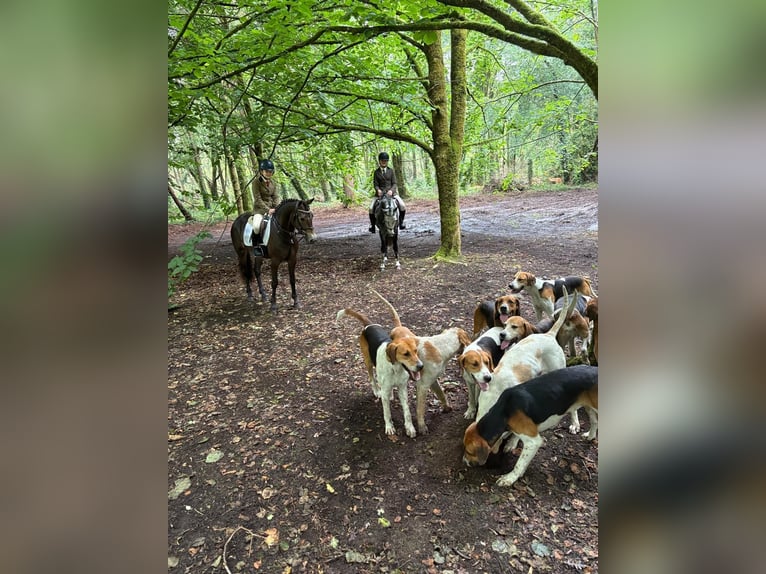 Connemara Gelding 4 years 14,1 hh Bay-Dark in Bogaarden