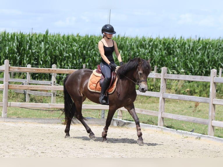 Connemara Gelding 4 years 14,1 hh Bay-Dark in Bogaarden