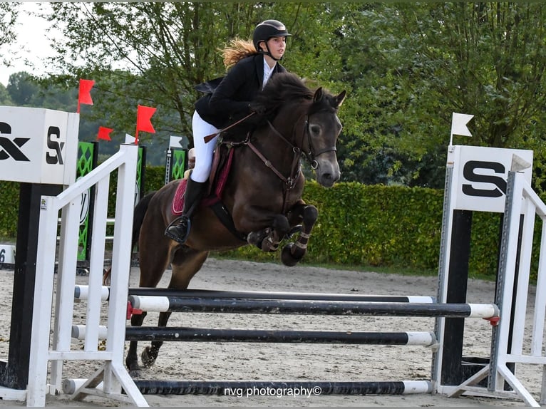 Connemara Gelding 4 years 14,1 hh Bay-Dark in Bogaarden
