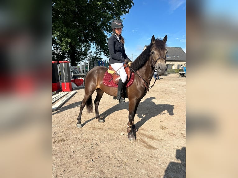 Connemara Gelding 4 years 14,1 hh Bay-Dark in Bogaarden