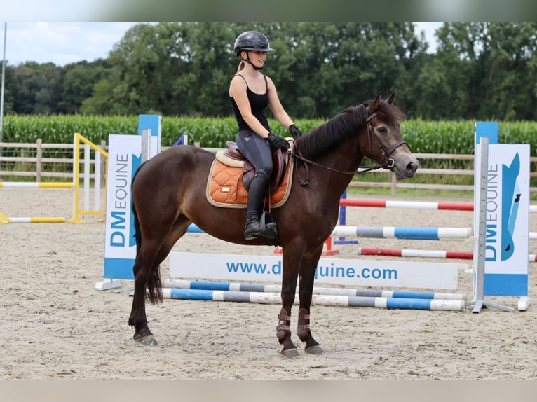 Connemara Gelding 4 years 14,1 hh Bay-Dark in Bogaarden