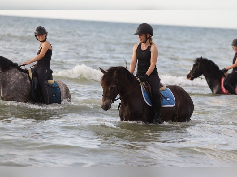 Connemara Gelding 4 years 14,1 hh Bay-Dark in Bogaarden