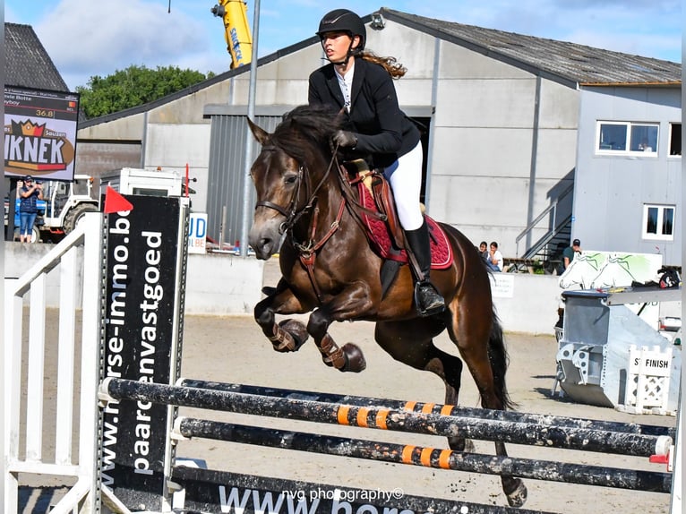 Connemara Gelding 4 years 14,1 hh Bay-Dark in Bogaarden