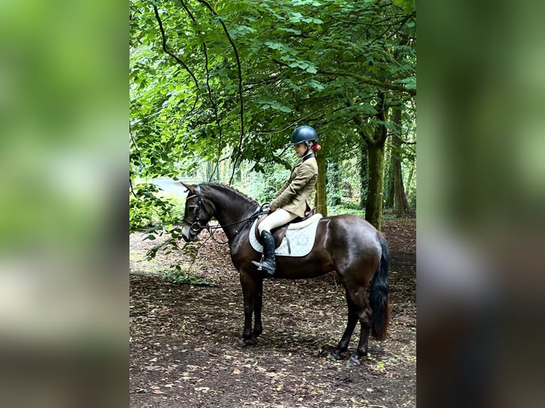Connemara Gelding 4 years 14,1 hh Bay-Dark in Bogaarden