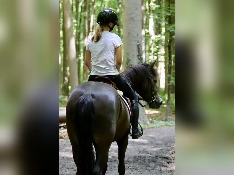 Connemara Gelding 4 years 14,1 hh Bay-Dark in Bogaarden
