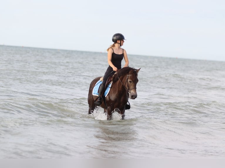 Connemara Gelding 4 years 14,1 hh Bay-Dark in Bogaarden
