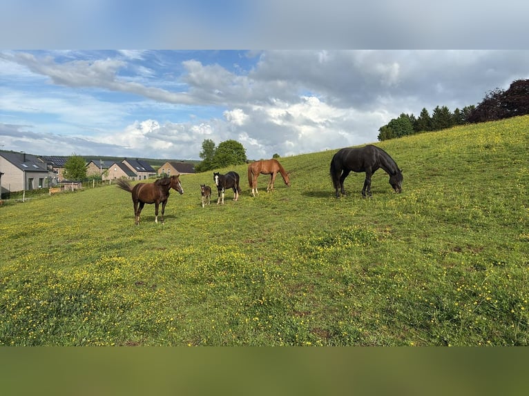 Connemara Gelding 4 years 14,1 hh Black in Vlezenbeek