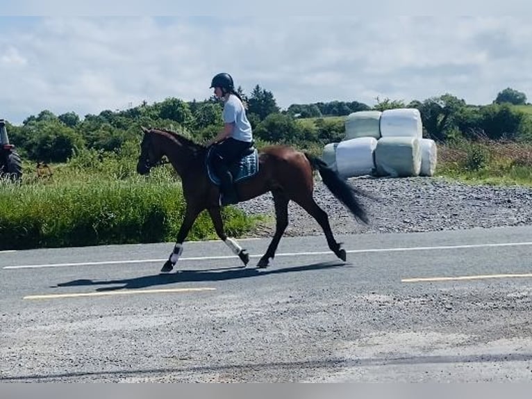 Connemara Gelding 4 years 14,1 hh Brown-Light in Sligo