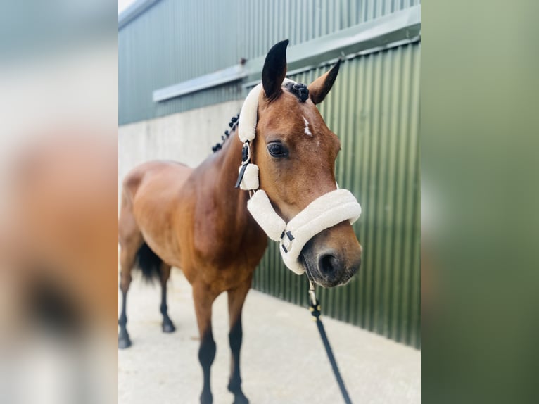 Connemara Gelding 4 years 14,1 hh Brown-Light in Sligo