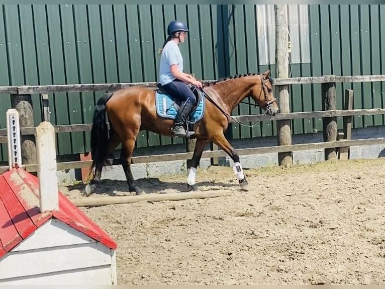 Connemara Gelding 4 years 14,1 hh Brown-Light in Sligo