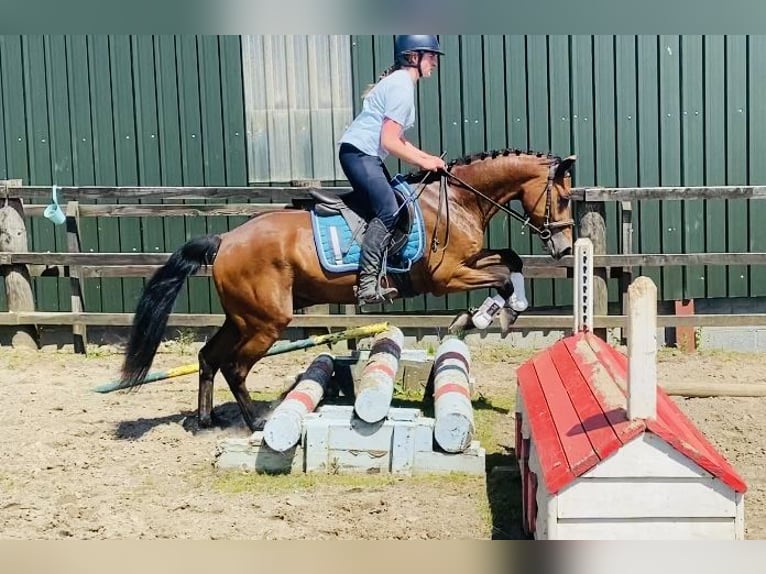 Connemara Gelding 4 years 14,1 hh Brown-Light in Sligo