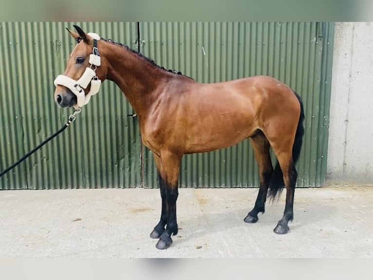 Connemara Gelding 4 years 14,1 hh Brown-Light in Sligo